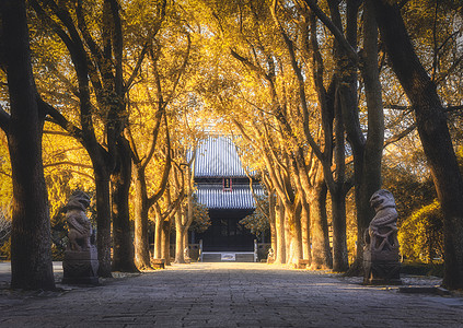 深秋秋天古寺黄叶背景