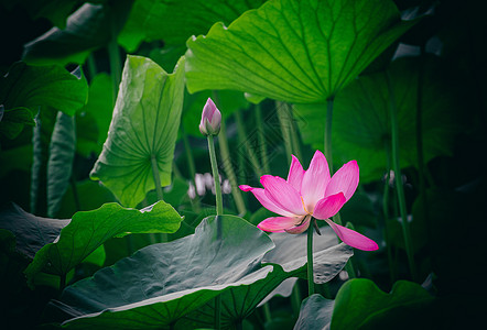 夏日风景夏日荷花盛开时节背景