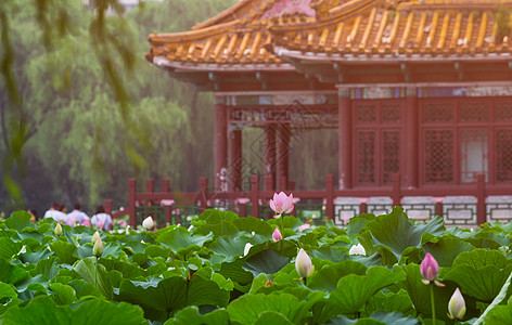 中国风花卉公园内夏日荷花盛开 小暑背景