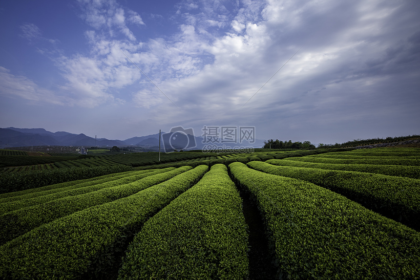 茶园风光图片