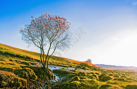 阳光下，秋天的红叶树高清图片素材