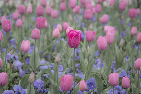 郁金香花海壁纸图片