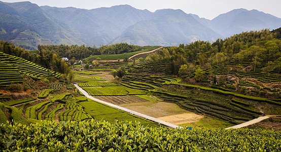 采茶遂昌大柘茶园风光背景