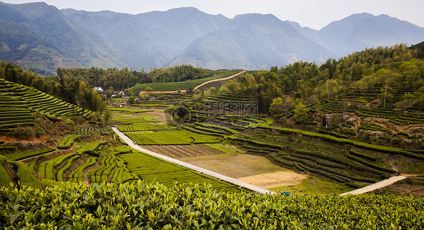 遂昌大柘茶园风光图片