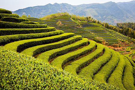 遂昌大柘茶园风光高清图片