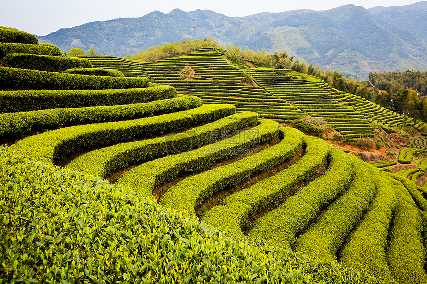 遂昌大柘茶园风光图片