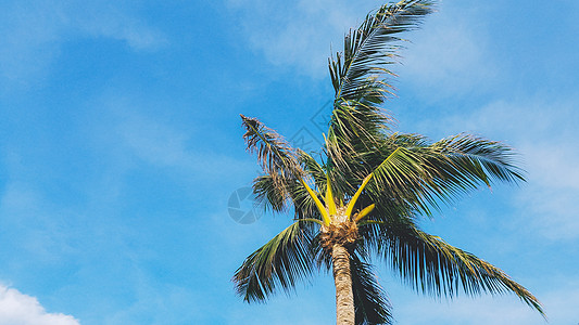 东方夏威夷蓝天白云椰树背景