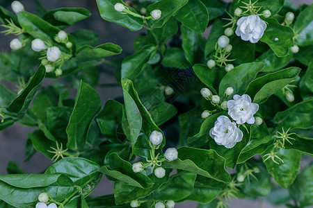 夏季花卉小花茉莉高清图片