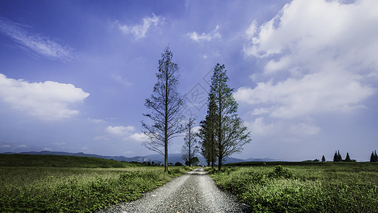 蓝天下的石路与杉树背景图片