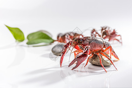 小龙虾油焖大虾戏虾图高清图片