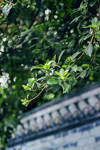 山涧溪水夏日风景背景