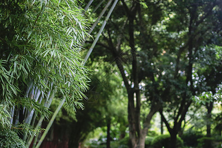 夏日晨曦的公园高清图片