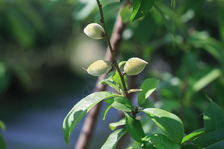 夏日晨曦的公园高清图片