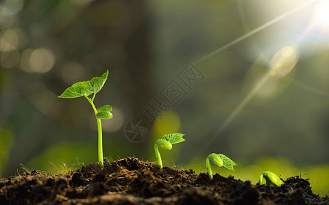 发芽的植物春天植物背景高清图片