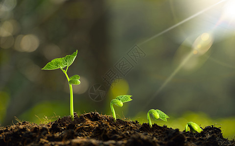 发芽的植物背景图片