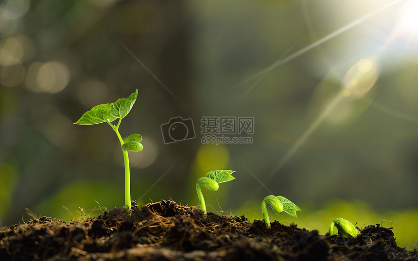 发芽的植物图片