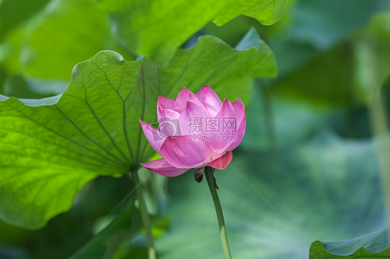 荷花图片