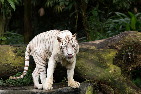 新加坡野生动物园孟加拉白老虎背景