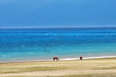 塞马湖新疆赛里木湖骏马背景