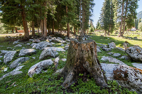 新疆森林树木石头乱石图片
