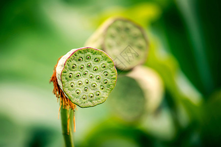 手绘荷花莲蓬莲蓬背景