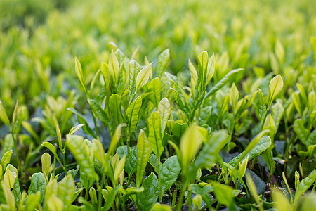 植物发芽春天的谷雨茶叶嫩芽背景