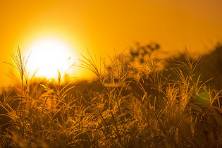 日出阳光下的秋意草丛图片