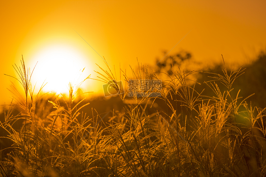 日出阳光下的秋意草丛图片
