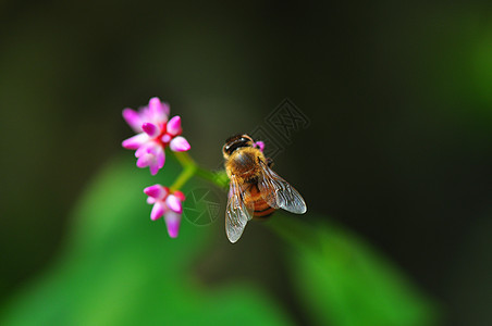 蜜蜂蜜蜂授粉高清图片