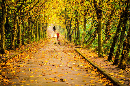 秋林漫步秋分高清图片素材