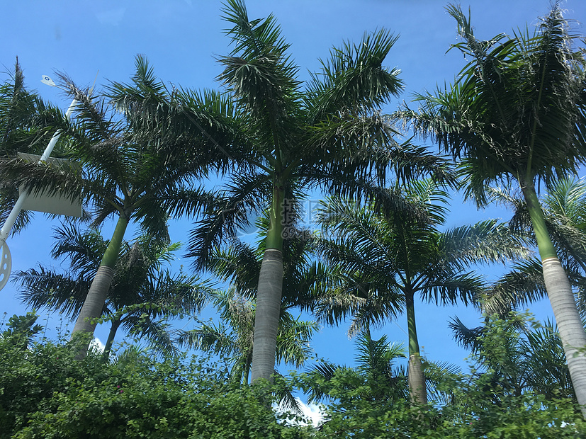 三亚椰树林图片