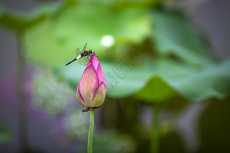 蜻蜓与荷花小黑蜻蜓粘上荷花背景