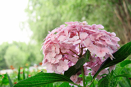 紫阳花背景 紫阳花摄影图片 紫阳花壁纸 摄图网