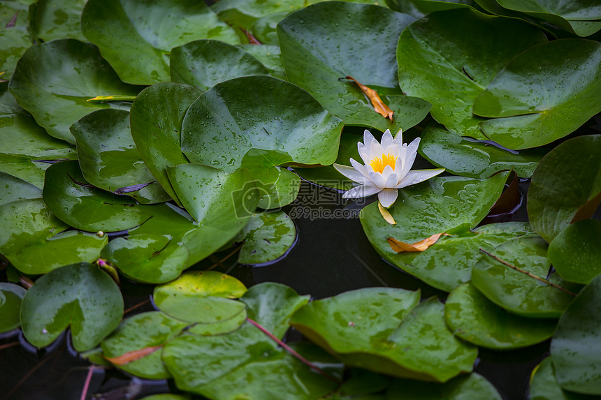 雨后睡莲图片