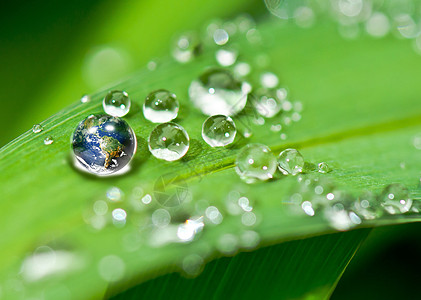 雨植物水珠地球环保设计图片