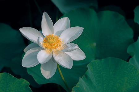 白色荷花白色的莲花高清图片