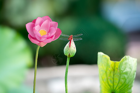 荷花蜻蜓背景图片