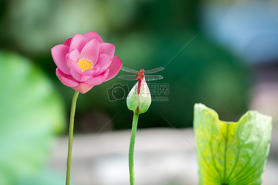 荷花蜻蜓图片