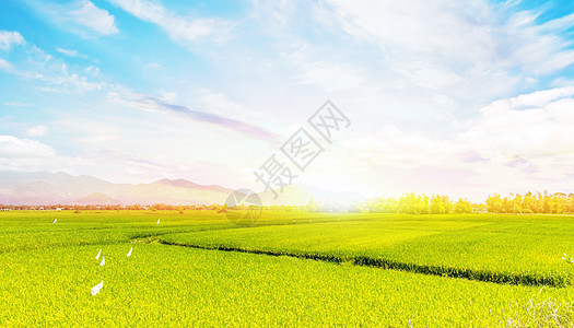 美丽的稻田景色高清图片
