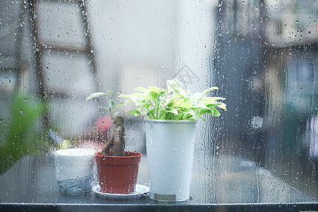 绿植北欧雨景里的绿植静物背景