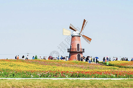 荷兰风车荷兰郁金香花田高清图片