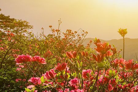 花海背景图片