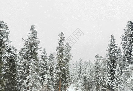 雪鹿风景图片