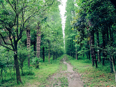 茂盛大树森林背景