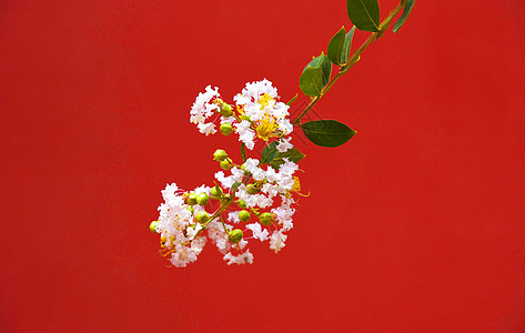红墙下的鲜花背景图片