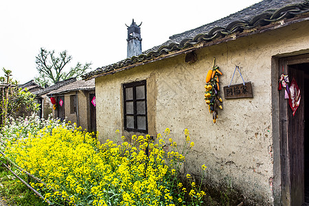 梅花福嘉兴梅花洲庄桥村茅屋背景