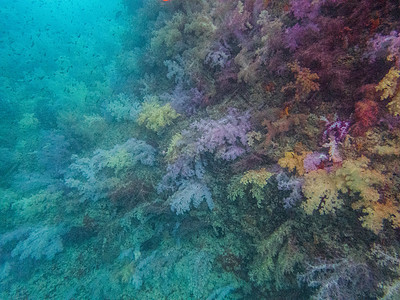 七彩珊瑚图片