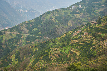 山上果园果林背景