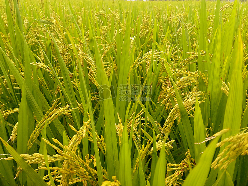 稻田稻穗图片