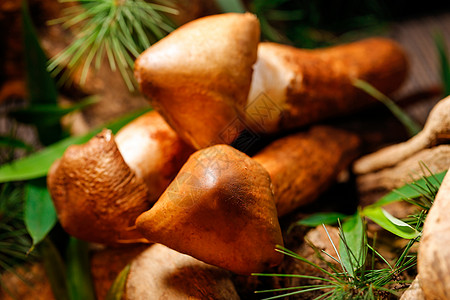 野生蘑菇餐饮美食香菇草高清图片